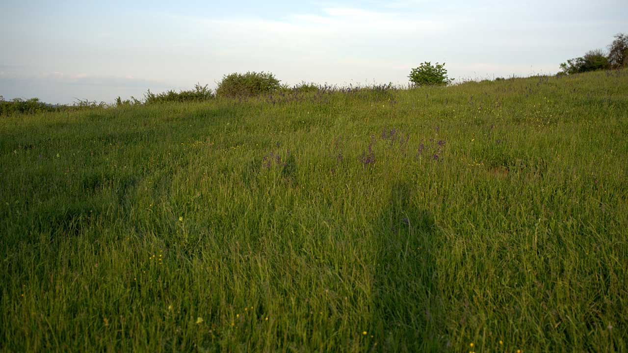 Grasgefüttert schlägt Getreide: Das bessere Steak beginnt auf der Weide