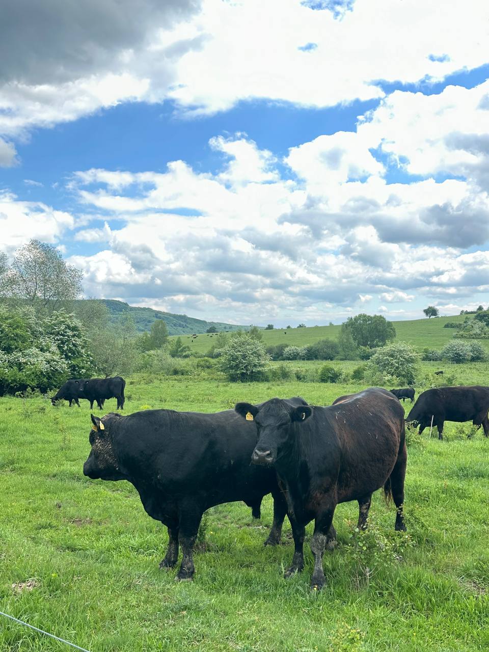 The Big 5 beim Rindfleisch – Cuts für Kenner