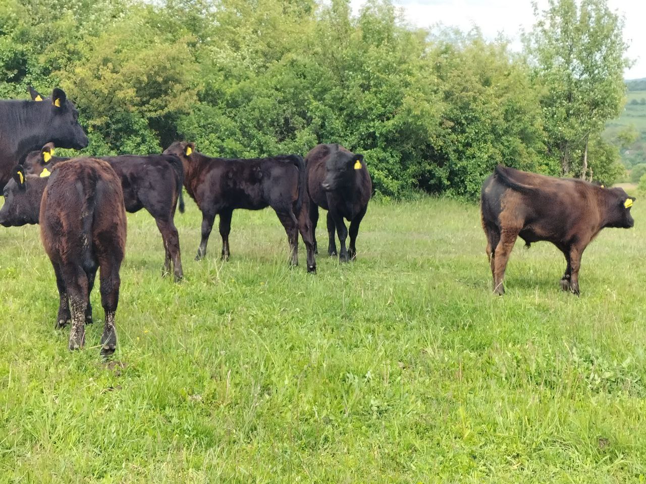 Das erste Jahr auf der Weide – Wie aus einem Kalb ein Rind wird