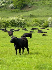 Ursprung schmeckt man – Black Angus mit 100 % Gras im Blut