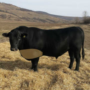 Brisket Point oder Flat? Der Schlüssel zum BBQ-Glück