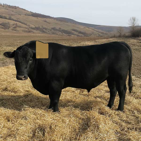 Chuckeye Steak