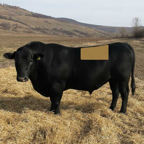 Rump Steak