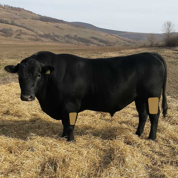 Beef Hammer