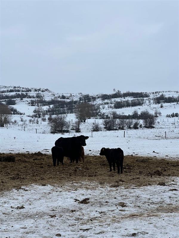 Warum Winterfütterung entscheidend ist