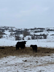 Warum Winterfütterung entscheidend ist