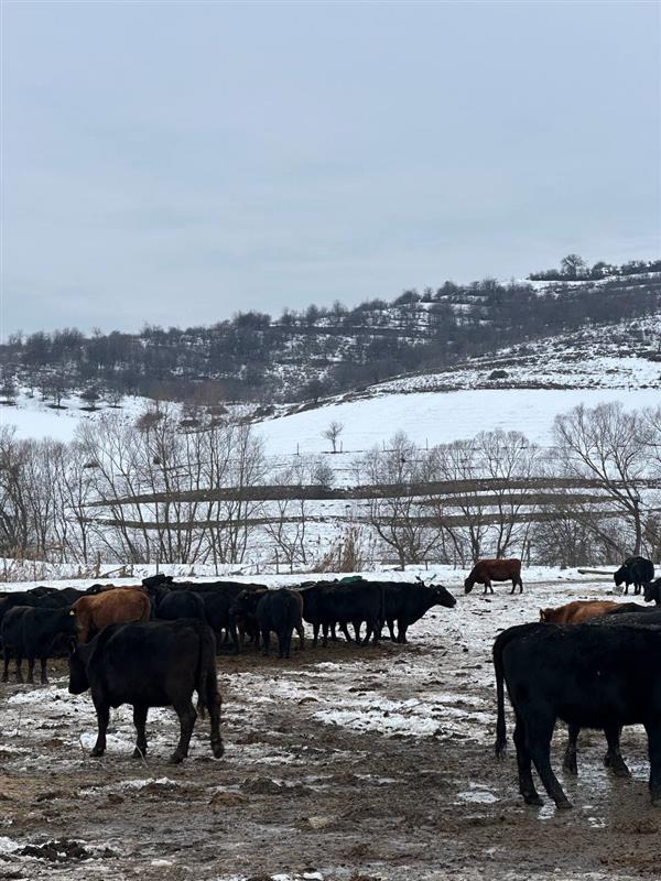 Update von der Farm – Winterleben auf der Weide