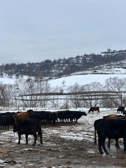 Winterleben auf der Weide