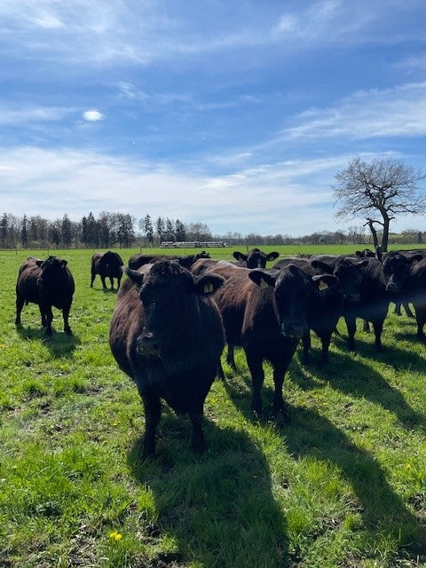 Deutschlands erfolgreichster Black Angus Züchter