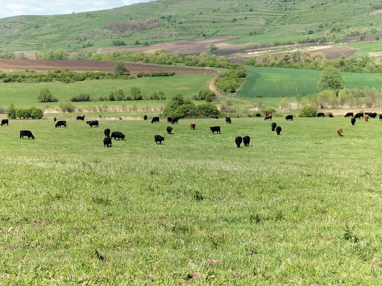 Die Sinne der Black Angus Rinder