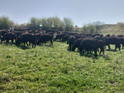 Fleisch mit Haltung – statt Fleisch von der Stange