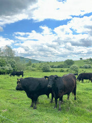 The Big 5 beim Rindfleisch – Cuts für Kenner
