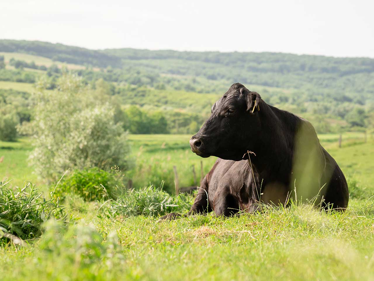 Black Angus Herkunft: Warum Rasse und Herkunft den Unterschied machen