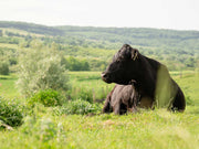 Black Angus Herkunft: Warum Rasse und Herkunft den Unterschied machen