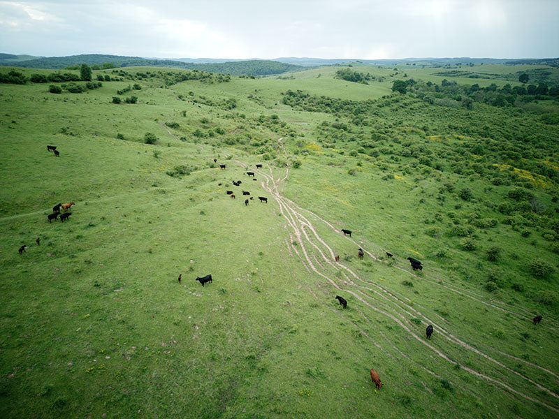 Die Karpaten – Wo Natur, Geschichte und Genuss aufeinandertreffen