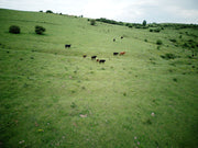 Fleischgenuss bei Taurbull – Warum echtes Black Angus Charakter hat