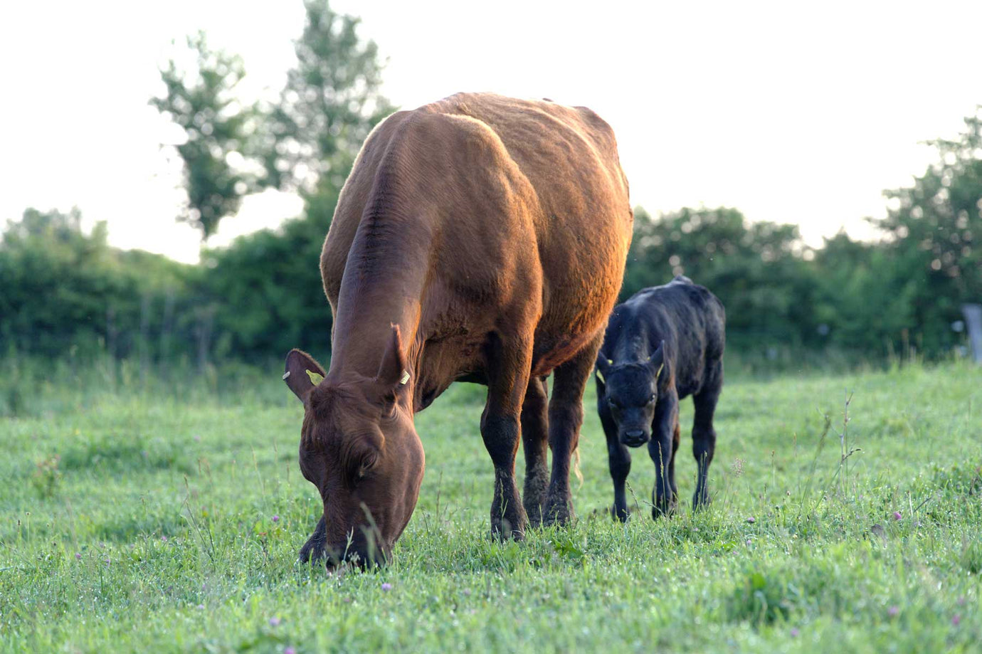 Wir starten den Direktvertrieb - Premium Black Angus Steaks direkt von der Farm