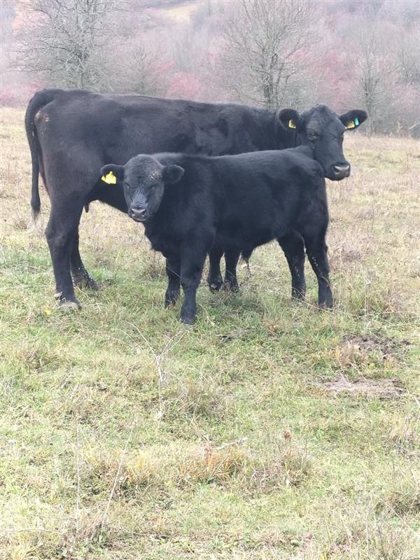 Taurbull Ranch im Harbachtal – Wo Natur, Tradition und nachhaltige Rinderzucht zusammenfinden