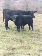 Taurbull Ranch im Harbachtal – Wo Natur, Tradition und nachhaltige Rinderzucht zusammenfinden