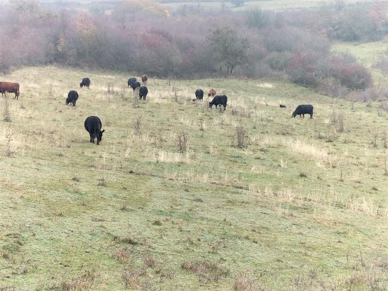 Die Erde, die alles prägt – Böden Siebenbürgens & ihr Einfluss auf Black Angus