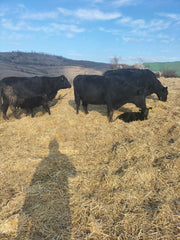 Warum kalben Black Angus oft im Winter? Vorteile, Risiken und wie Mutterkuh & Kalb gut starten