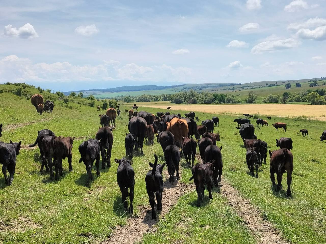 Black Angus: Eine Klasse für sich unter den Rinderrassen