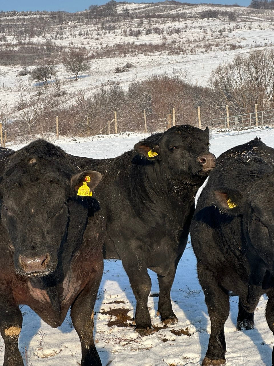 Die letzten Tage im Schnee: Wie unsere Black Angus Herde den Übergang zum Frühling erlebt