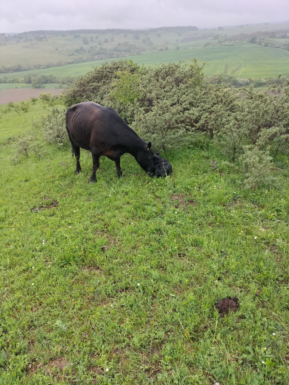 Ursprung schmeckt man – Black Angus mit 100 % Gras im Blut