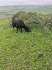 Ursprung schmeckt man – Black Angus mit 100 % Gras im Blut