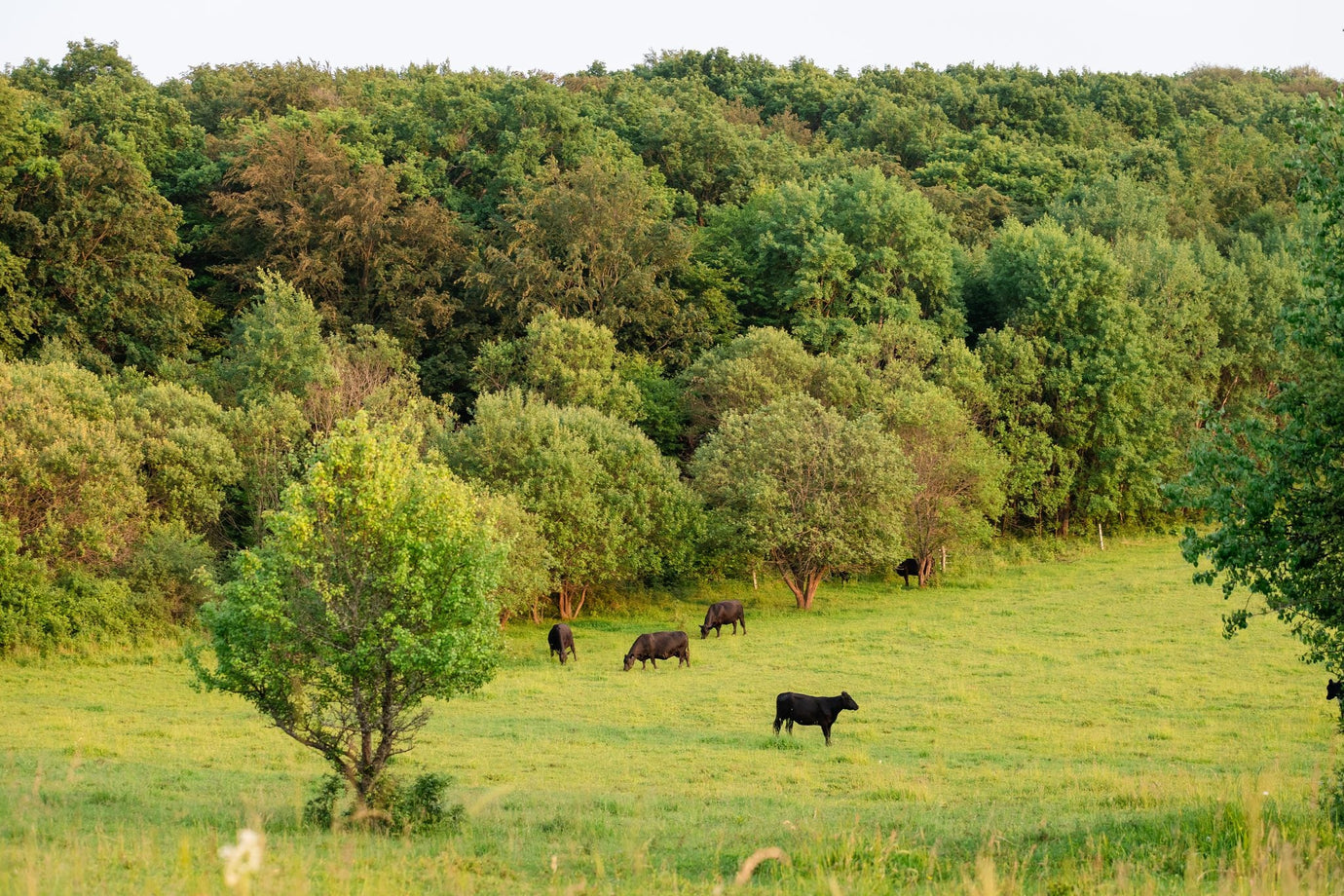 Nährstoffdichte von Grass-Fed Beef
