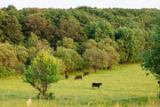 Nährstoffdichte von Grass-Fed Beef