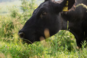 Was bedeutet Grass-Fed Only wirklich?