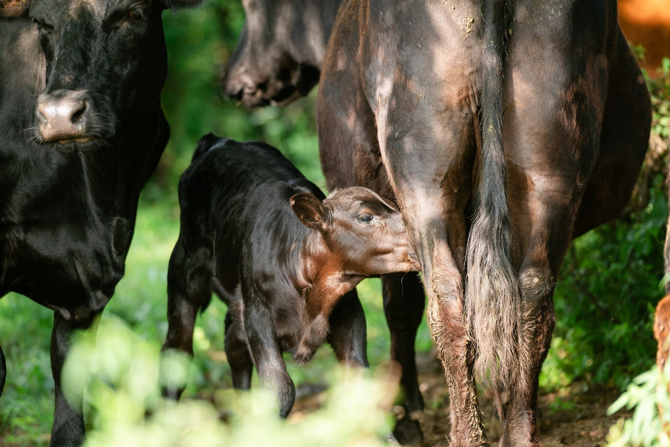 Leichtes Abkalben und natürliche Robustheit – warum Black Angus auf der Weide funktioniert