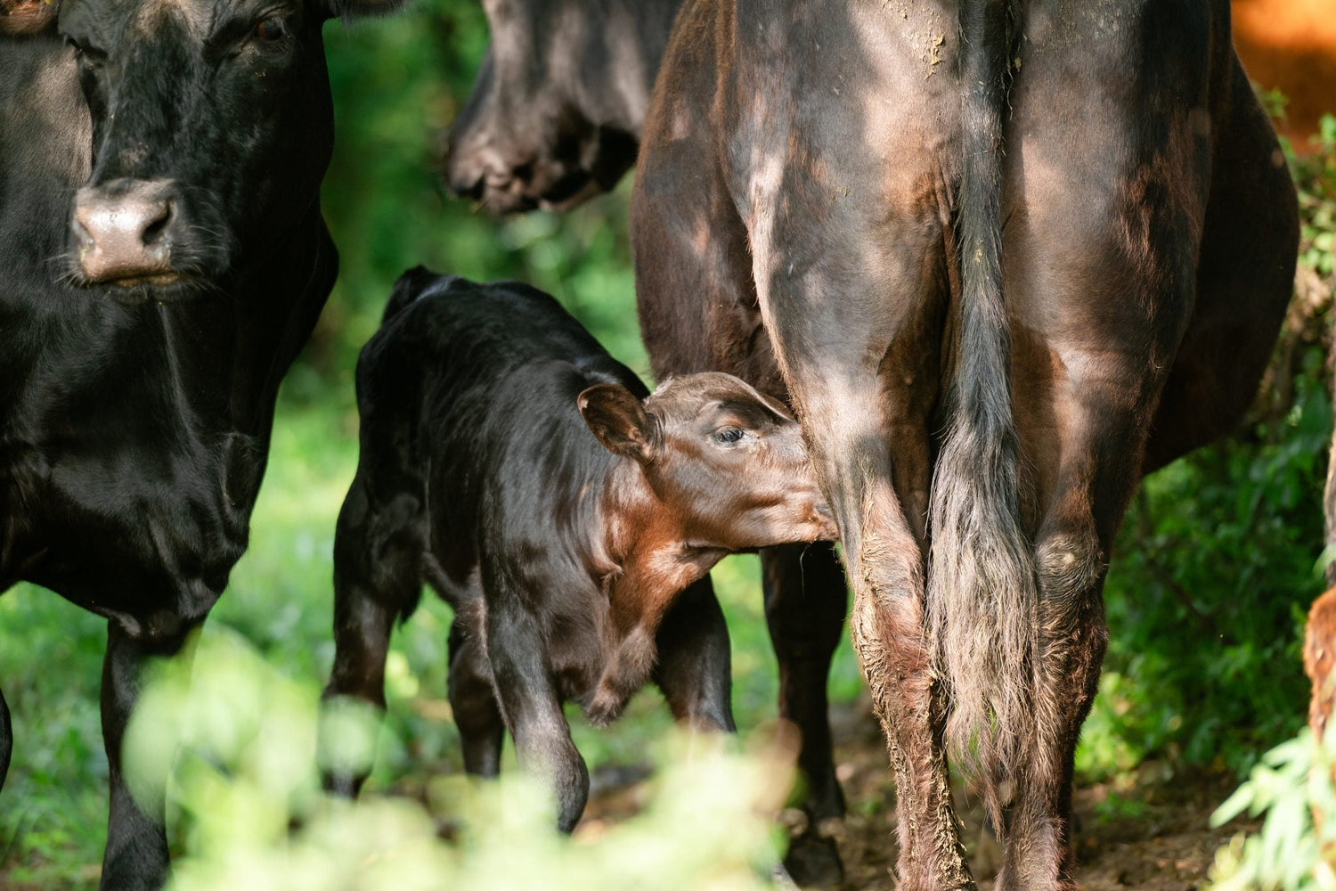 Leichtes Abkalben und natürliche Robustheit – warum Black Angus auf der Weide funktioniert