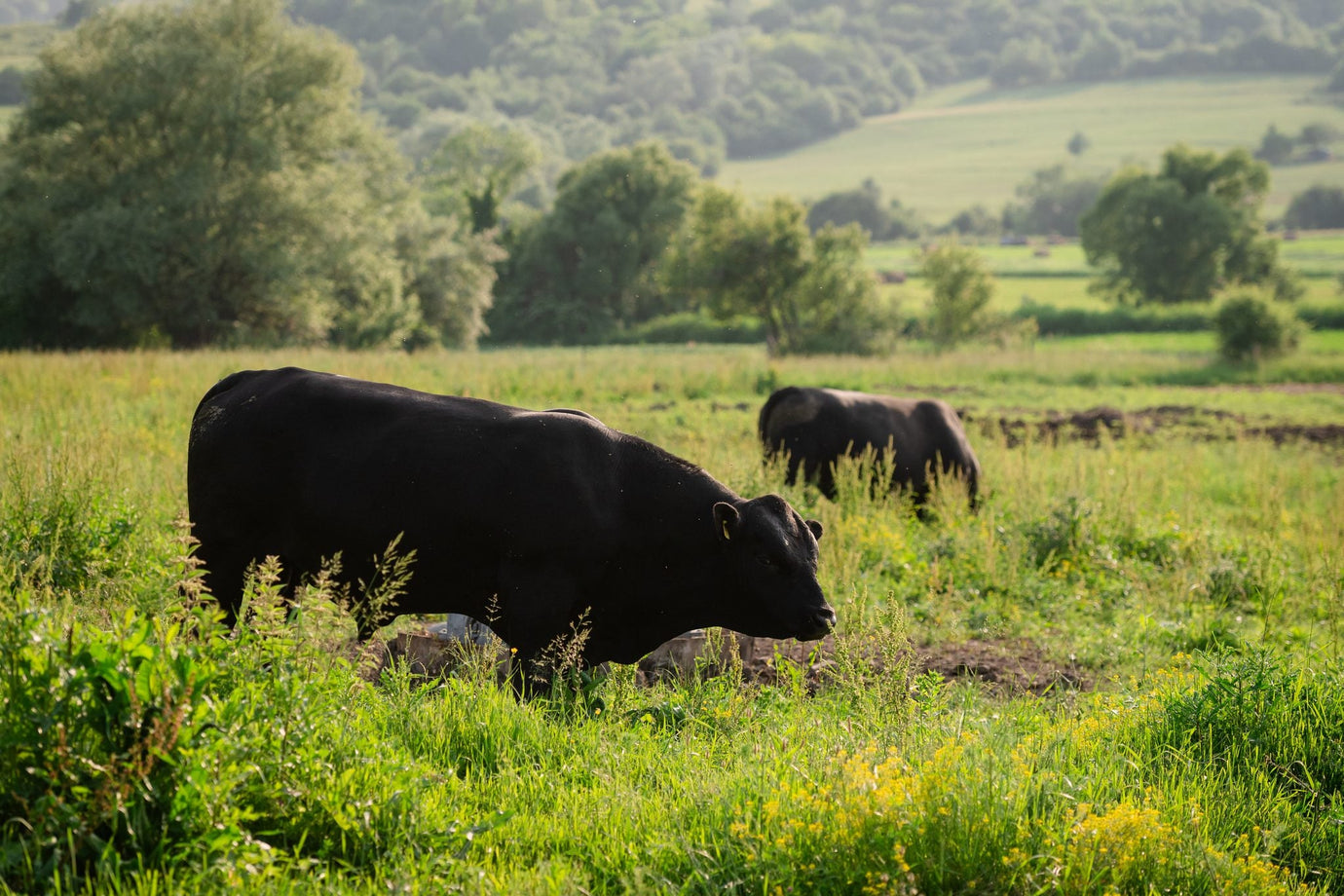 Die Rasse Black Angus – warum sie das ideale Weidefleisch liefert
