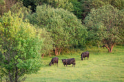 Echte Steaks statt Discounter: Haltung, Weide, Taurbull
